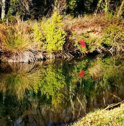 Reflection of flowers on grass in lake