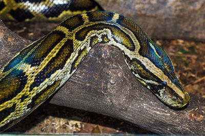 Close-up portrait of lizard