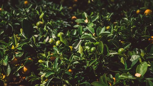 Full frame shot of orange tree