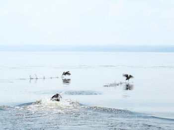 View of birds swimming in sea against sky