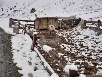 Horse cart on snow covered land