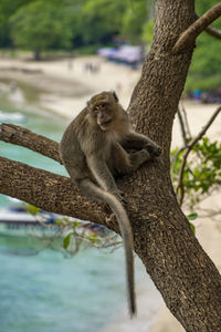 Monkey sitting on tree trunk