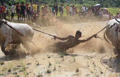 Man riding bulls during pacu jawi 