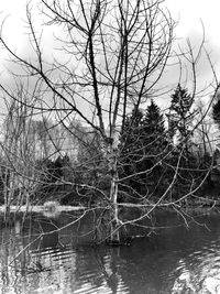 Bare tree by lake in forest against sky