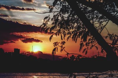 Silhouette of trees at sunset