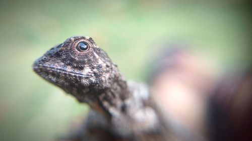 Close-up of lizard