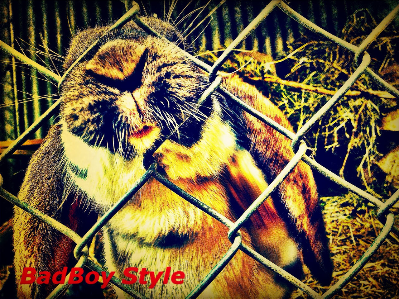 animal themes, one animal, chainlink fence, cage, fence, animals in the wild, close-up, pattern, wildlife, no people, outdoors, animals in captivity, focus on foreground, metal, day, branch, protection, zoo, metal grate, nature