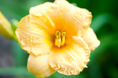 Yellow daylily