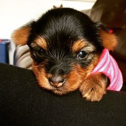 Close-up portrait of dog at home