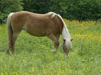 Horse grazing in a field