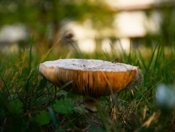 Close-up of mushroom growing on field