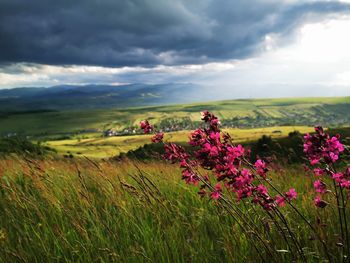 Scenic view of grassy field against cloudy sky