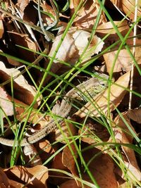 High angle view of plant growing on field