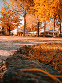 Road amidst trees during autumn