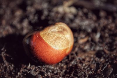 Close-up of fresh apple on field