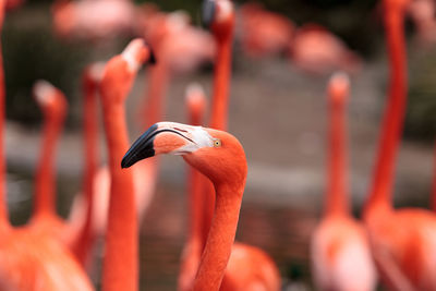 Close-up of birds by lake