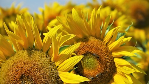 Close-up of yellow flowering plant