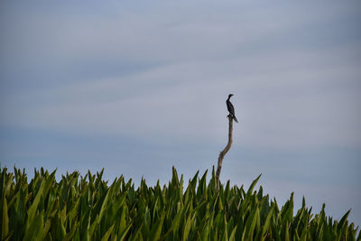 View of bird on field against sky