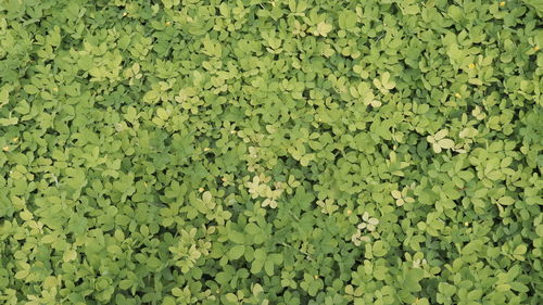 Full frame shot of leaves floating on field