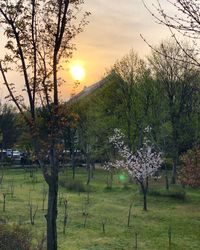 Trees on field against sky during sunset