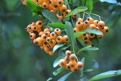 Close-up of rowanberries on tree