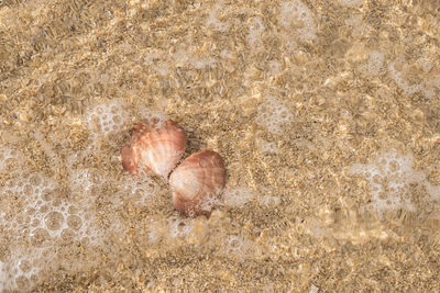 High angle view of shell on beach