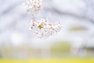 Close-up of cherry blossoms