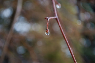 Close-up of water drops on twig