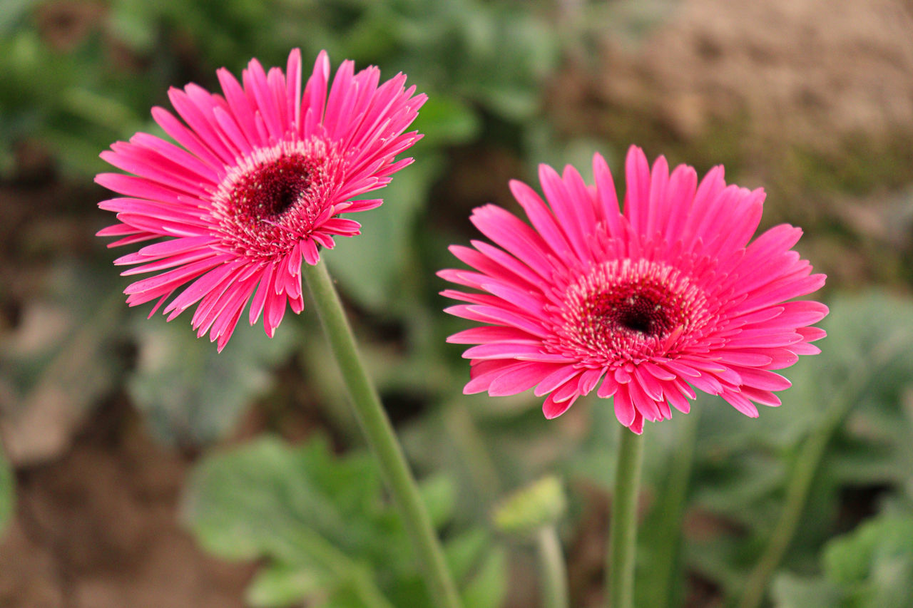 flower, flowering plant, plant, freshness, beauty in nature, flower head, pink, inflorescence, close-up, petal, nature, fragility, growth, focus on foreground, no people, pollen, daisy, outdoors, macro photography, botany, day, summer