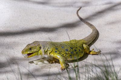 Close-up of lizard