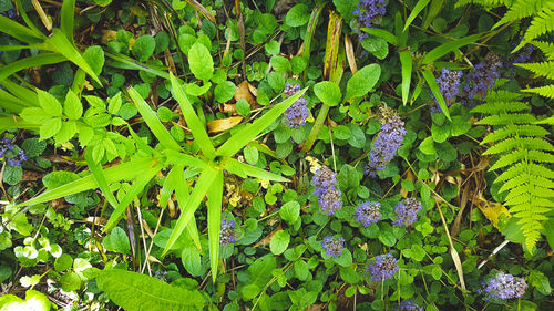 High angle view of purple flowering plants on field