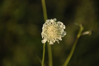 Close-up of white flower blooming outdoors