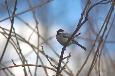 Bird perching on branch