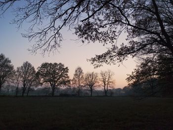 Trees on field against sky during sunset