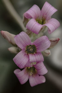 Close-up of pink flower