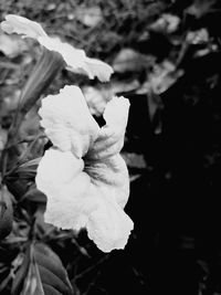 Close-up of flower