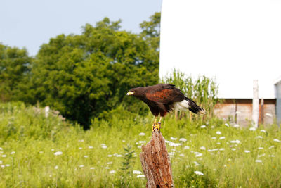 Bird perching on wooden post