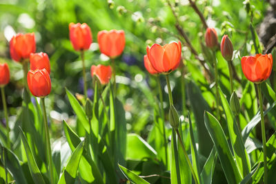 Close-up of red tulip flowers on field