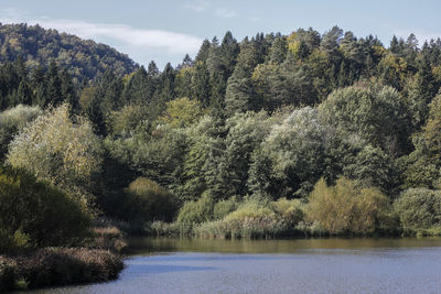 Pine trees by lake in forest against sky