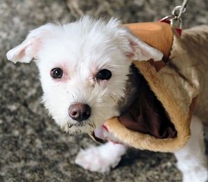 Portrait of white puppy