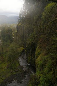 Scenic view of forest against sky