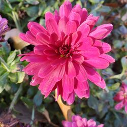 Close-up of pink flowering plant in park