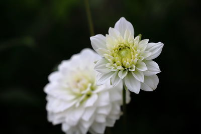 Close-up of white flowering plant