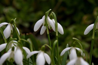 Close-up of snowdrops blooming outdoors