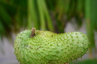 Close-up of fruit on plant