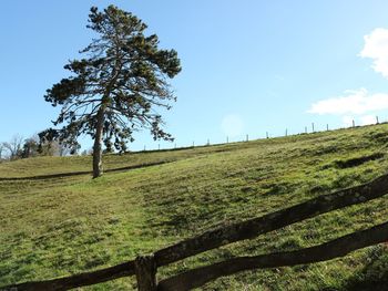 Tree on field against sky