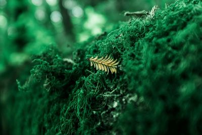 Close-up of butterfly on plant