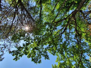 Low angle view of trees against sky