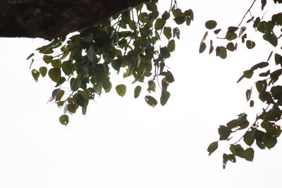 Low angle view of tree against sky