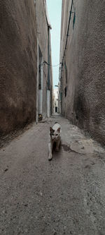 Dog lying down on street